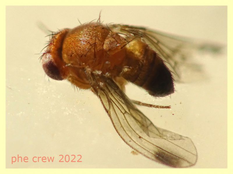 Drosophila suzukii - 1,8 mm. - Anzio - Pocacqua 15.9.2022 - (18).JPG