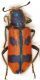Trichodes-Turchia-1.jpg