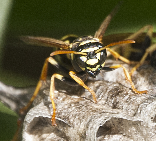 Polistes dominula-19-06-2021 1.jpg