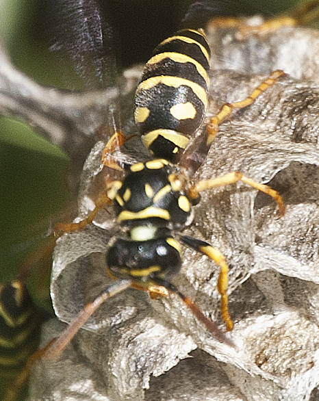 Polistes dominula-19-06-2021 3.jpg