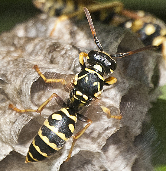 Polistes dominula-19-06-2021 5a.jpg