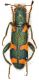 Trichodes-Turchia-2.jpg