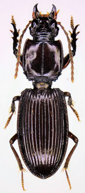 tn_Guiodytes cavicola.jpg