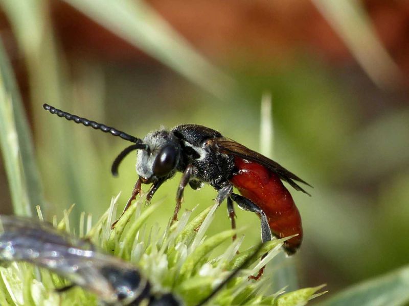 sphecodes rosso.JPG