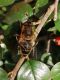 Eristalis.jpg