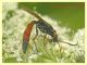 Ichneumonidae Ichneumoninae  - 5.7.2022 - Trepalle - Sondrio circa 2100 m. s.l.m. - (4).JPG