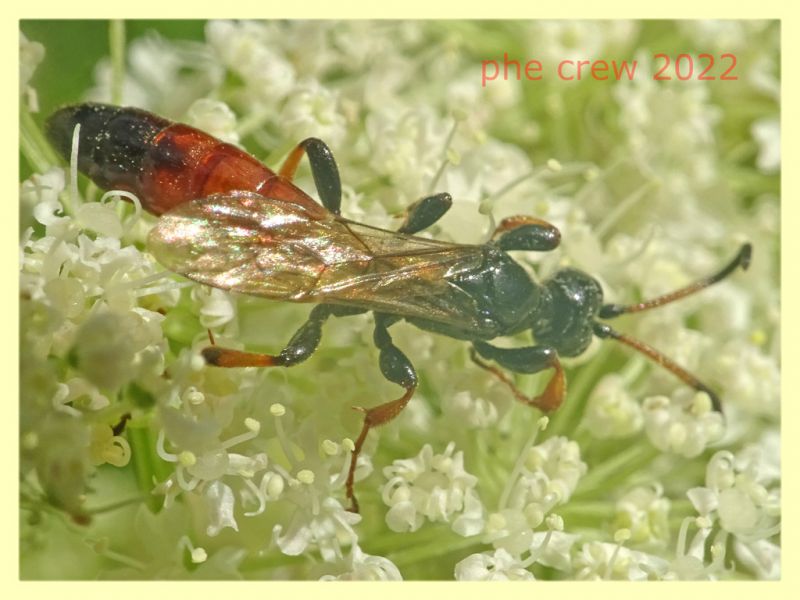 Ichneumonidae Ichneumoninae  - 5.7.2022 - Trepalle - Sondrio circa 2100 m. s.l.m. - (2).JPG