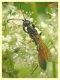 Ichneumonidae Ichneumoninae  - 5.7.2022 - Trepalle - Sondrio circa 2100 m. s.l.m. - (1).JPG