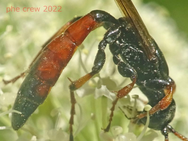 Ichneumonidae Ichneumoninae  - 5.7.2022 - Trepalle - Sondrio circa 2100 m. s.l.m. - (10).JPG