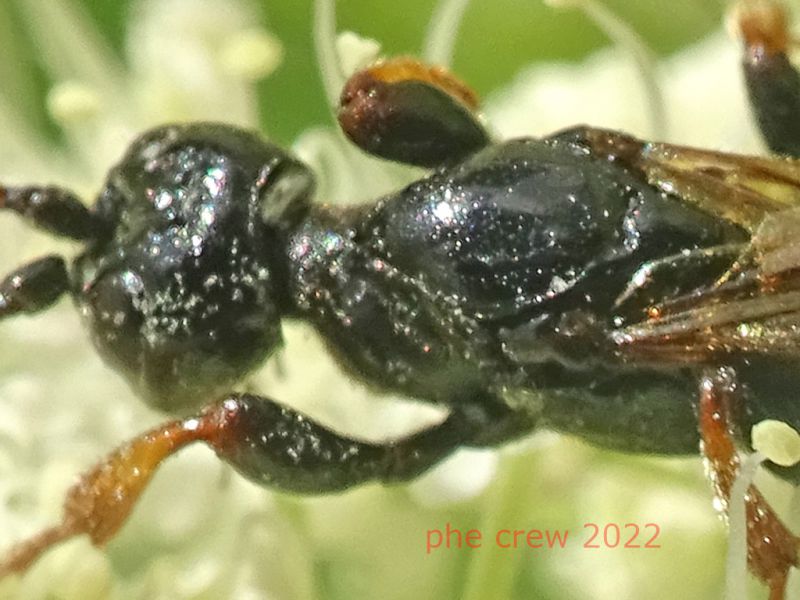 Ichneumonidae Ichneumoninae  - 5.7.2022 - Trepalle - Sondrio circa 2100 m. s.l.m. - (8).JPG