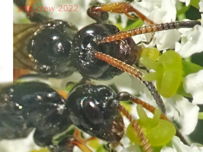 Ichneumonidae Ichneumoninae  - 5.7.2022 - Trepalle - Sondrio circa 2100 m. s.l.m. - (9).JPG