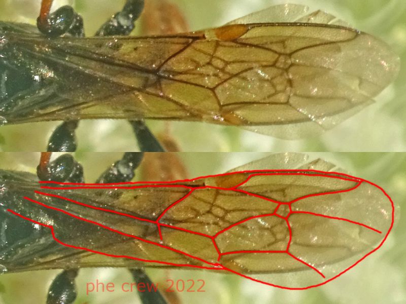 Ichneumonidae Ichneumoninae  - 5.7.2022 - Trepalle - Sondrio circa 2100 m. s.l.m. - (7).jpg