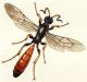 Alomya debellator (1).jpg