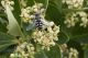 Scaeva-pyrastri-2.jpg