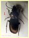 Pterostichus num. 1 circa 14 mm. - (27).JPG