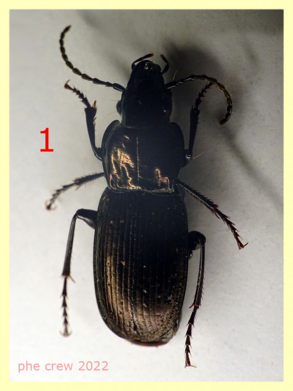 Pterostichus num. 1 circa 14 mm. - (27).JPG