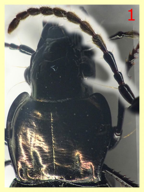 Pterostichus num. 1 circa 14 mm. - (17).JPG