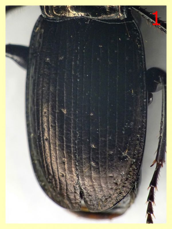 Pterostichus num. 1 circa 14 mm. - (25).JPG