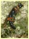 Tenthredinidae 6.7.2022 - Trepalle - Sondrio circa 2100 m. s.l.m. - (3).JPG