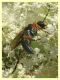 Tenthredinidae 6.7.2022 - Trepalle - Sondrio circa 2100 m. s.l.m. - (4).JPG