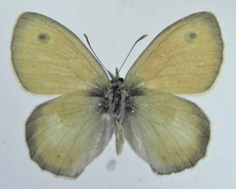 C.pamphilus (2) - Copia.JPG