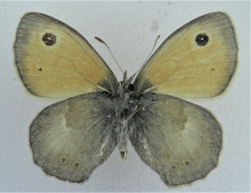 C.pamphilus (3) - Copia.JPG