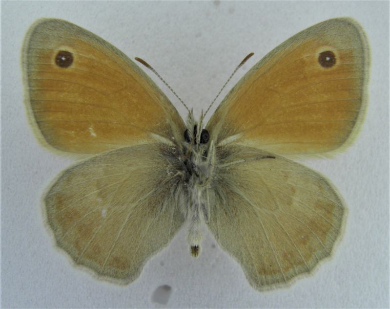 C.pamphilus (1) - Copia.JPG