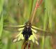 Libelloides3-April 2009.jpg