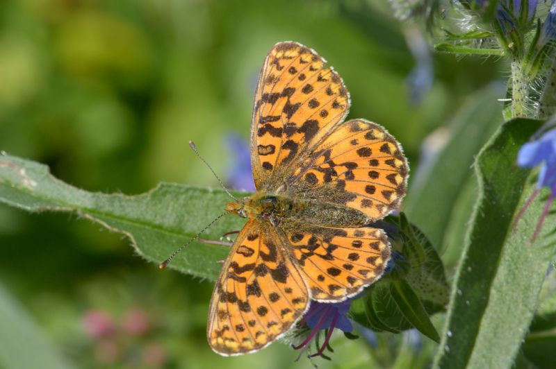 Boloria sp Maso Salamon - Salorno.jpg