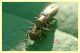 Anzio 30.5.2010 circa 4 mm. (1).JPG