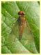 Chrysopilus luteolus - 8.7.2022 - Trepalle - Sondrio circa 2100 m. s.l.m. - (2).JPG