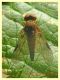 Chrysopilus luteolus - 8.7.2022 - Trepalle - Sondrio circa 2100 m. s.l.m. - (3).JPG