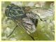 Graphomya maculata 8.7.2022 - Trepalle - Sondrio circa 2100 m. s.l.m. - (5).JPG