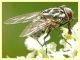 Graphomya maculata 8.7.2022 - Trepalle - Sondrio circa 2100 m. s.l.m. - (4).JPG