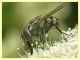 Graphomya maculata 8.7.2022 - Trepalle - Sondrio circa 2100 m. s.l.m. - (6).JPG