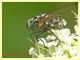 Graphomya maculata 8.7.2022 - Trepalle - Sondrio circa 2100 m. s.l.m. - (3).JPG