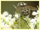 Graphomya maculata 8.7.2022 - Trepalle - Sondrio circa 2100 m. s.l.m. - (2).JPG
