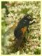 Mesembrina meridiana 6.7.2022 - Trepalle - Sondrio circa 2100 m. s.l.m.  - (7).JPG