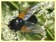Mesembrina meridiana 6.7.2022 - Trepalle - Sondrio circa 2100 m. s.l.m.  - (4).JPG
