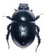 Geotrrupes1.jpg
