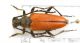 Stictoleptura_fontenayiIMG_0557_C00284.JPG