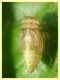 prob. Typhlocybinae larva - Anzio 17.10.2022 - (3).JPG