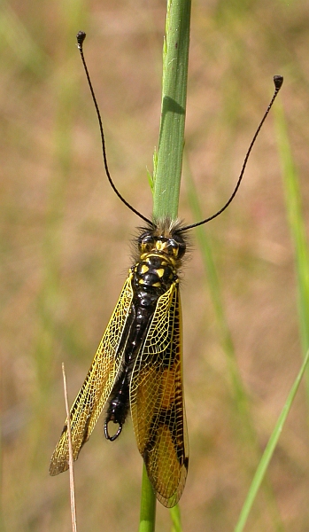 Libelloides2-June 2007.jpg