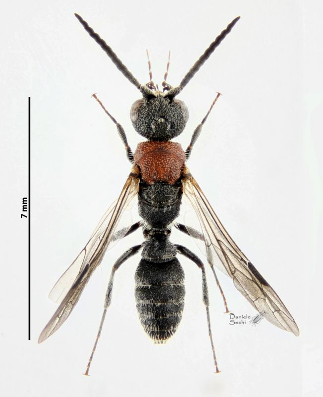 Krombeinella thoracica (Fabricius, 1793) rid.jpg