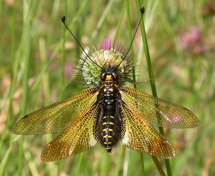 Libelloides1-July 2008.jpg