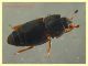 Carpophilus lugubris - dai 3 ai 4,5 mm. - Anzio - 20.10.2022 - trappola aerea banana, mela, birra - (9).JPG