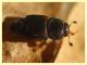 Carpophilus lugubris - dai 3 ai 4,5 mm. - Anzio - 20.10.2022 - trappola aerea banana, mela, birra - (1).JPG