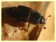 Carpophilus lugubris - dai 3 ai 4,5 mm. - Anzio - 20.10.2022 - trappola aerea banana, mela, birra - (2).JPG