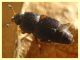 Carpophilus lugubris - dai 3 ai 4,5 mm. - Anzio - 20.10.2022 - trappola aerea banana, mela, birra - (3).JPG