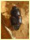 Carpophilus lugubris - dai 3 ai 4,5 mm. - Anzio - 20.10.2022 - trappola aerea banana, mela, birra - (8).JPG